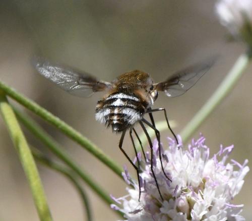 Réf. 233 006 : Bombylius cruciatus